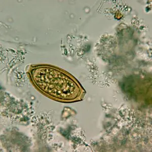 Laboratorio de Parasitologia