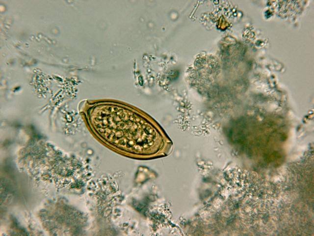 Laboratorio de Parasitologia