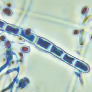 Laboratorio de Micologia