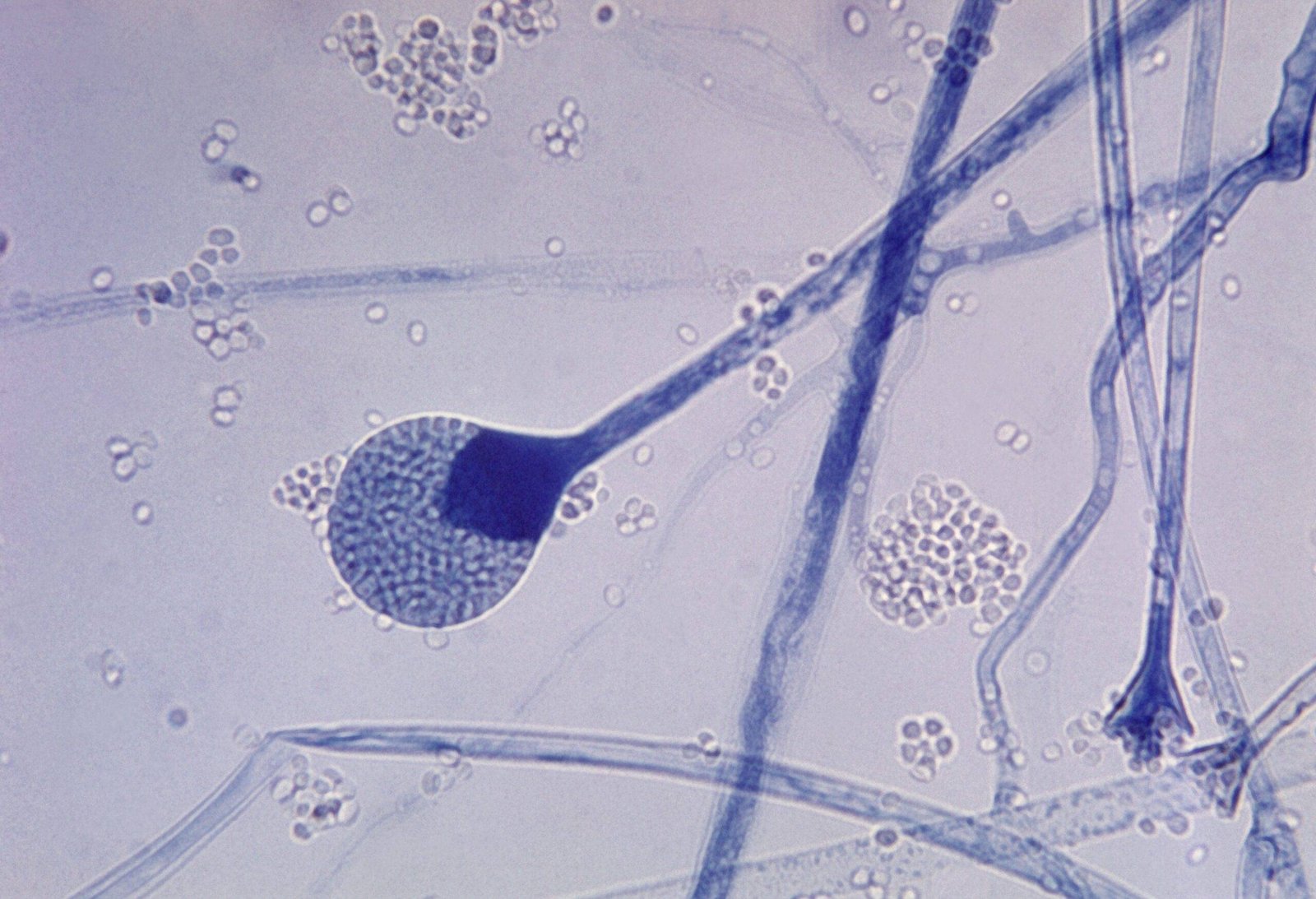 Laboratorio de Micologia